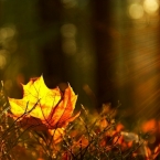Podzimní protisvětlo | fotografie