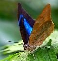 Kde fotit tropické motýly po celý rok