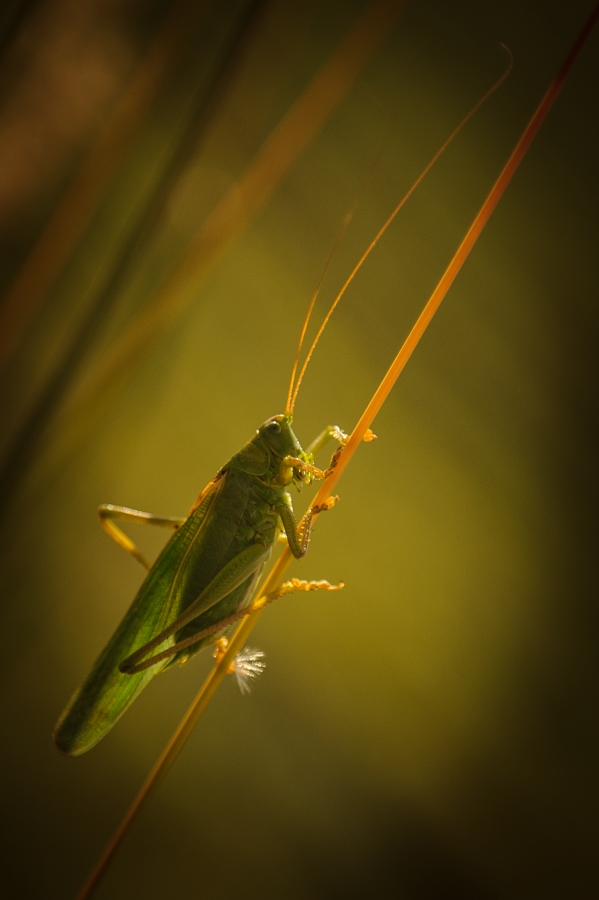 Kobylka zelená