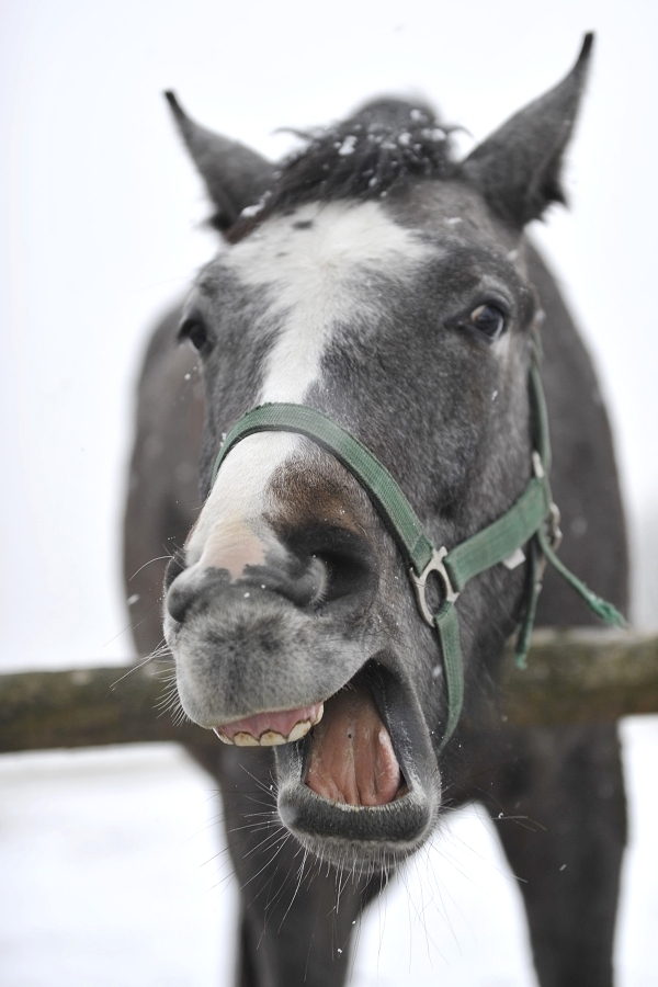 Koňský smích
