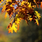 Barvy podzimu | fotografie