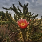 Kanárský kaktus | fotografie