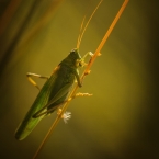 Kobylka zelená | fotografie
